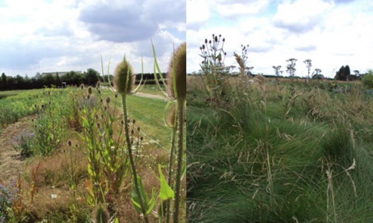 Aftercare ensures a diverse stand develops (left), otherwise grasses may dominate (right). Copyright Dr David George, STC.